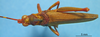 CollectionObject 1538313; ab5aa994-9514-442a-9b9a-fed1bcf69387: male, dorsal view (holotype of Poecilocera ornata). (CollectionObject).