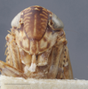 Head: !! display not done !! on Allygidius (Dicrallygus) furcatus (Ferrari, 1882): Head. (Observation).