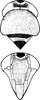 Head: !! display not done !! on Sobrala capreola Dworakowska, 1993: Head and thorax. (Observation).