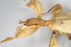 CollectionObject 1561206; NHMUK(SF IMPORT DUPLICATE) 845231, 017ea3bc-4a32-4789-b6c8-71a8bd68f4b1: copyright Natural History Museum, London. female: head and thorax, lateral view (holotype). (CollectionObject).