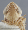 Head on Arocephalus (Ariellus) punctum (Flor, 1861): Head. (Observation).