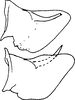 Pygofer, lateral view on Coganoa indica Sohi, Mann & Shenhmar, 1987: Pygofer, lateral view. (Observation).