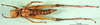 CollectionObject 1589648; 98276269-0002-4a2b-9cea-5d9164080e9c: female, ventral view (allotype). (CollectionObject).