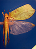 CollectionObject 1500588; 091bb242-262d-4ce0-8b1d-d78a7002f953: female, dorsal view (holotype). (CollectionObject).