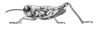 Amismizia puppa Bolívar, 1914: Fig. 611. male habitus. (Otu).