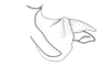 Propedies microsanguineus Cigliano & Lange, 1998: Fig. 2D. Distal portion of phallic complex, male (lateral view). (Otu).