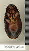 Ancaudellia hamifera (Hanitsch, 1930): Copyright Natural History Museum, London. Non-type (adult female) in BM(NH). Ventral view. (Otu).