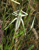 CollectionObject 1588525; f0c19f29-abc6-448c-ad35-0e5ee77e89de: female (Mayer, Arizona, October 2019). (CollectionObject).