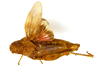CollectionObject 1478462; fa149b14-8abb-4287-847c-da9ede731a23: female, dorsal view (syntype). (CollectionObject).;CollectionObject 1478463; ad8c5b20-4d43-4d3c-ba96-88a94d4b03ba: female, dorsal view (syntype). (CollectionObject).