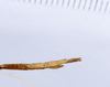 CollectionObject 1590082; 3f68a9ae-43ee-444f-8867-92023ed8e6e1: copyright MNHN, Paris. male: end of abdomen, lateral view (holotype). (CollectionObject).