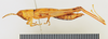 female, lateral view (holotype). Depicts CollectionObject 1518345; 3fb33887-e3d9-4763-a6e1-8a25714205a5, a CollectionObject.