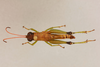 CollectionObject 1611548; 02138bb2-a717-4ef4-8eb3-3374bce2d0f8: male, dorsal view. (CollectionObject).