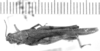 CollectionObject 1525205; e641fcf8-bf75-4bb9-a4ad-421ed41c9045: female, dorsal view (syntype of Omalotettix meridionalis). (CollectionObject).
