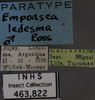 Other: !! display not done !! on Empoasca (Empoasca) ledesma Ross, 1959: Labels. Labels for the specimen used for the dorsal, lateral and face images. (Observation).