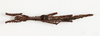 CollectionObject 1562367; NMW 241, 8a2be2e5-1ebe-4b1c-9056-d28ea6c97808: copyright NMW, Vienna. female, dorsal view (syntype). (CollectionObject).
