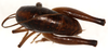 CollectionObject 1499654; ba6fa3bf-9879-4c9b-a2ec-fb3ebdc03902: female, dorsal view (allotype). (CollectionObject).