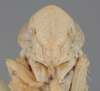 Head on Athysanella (Gladionura) gilli Blocker & Johnson, 1990: Head. (Observation).