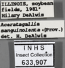 Other: !! display not done !! on Aceratagallia (Aceratagallia) sanguinolenta (Provancher, 1872): Labels. (Observation).