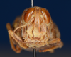 CollectionObject 1535842; 481bea03-90a5-43d9-86f8-16432a0d500a: male, frontal view (syntype of Caloptenopsis crassiusculus). (CollectionObject).