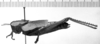 CollectionObject 1506516; 3a5b3f19-0d81-4a8f-acbb-6bdf480ce09c: Image Carbonell, C.S. female, lateral view (paralectotype). (CollectionObject).