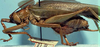 CollectionObject 1533123; 73d92af8-6e59-46f7-903b-0e360572f21f: male, lateral view (holotype). (CollectionObject).