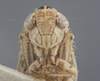 Head: Head/Face. Male. (Observation).