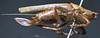CollectionObject 1503310; MBBJ 3224887, cfb83f4d-501e-4476-a75f-a1e33fa9e1b3: female habitus lateral view (paratype). (CollectionObject).