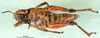 CollectionObject 1501306; edd333fa-5570-4fd7-8efe-5de9fde2d025: female, ventral view (holotype). (CollectionObject).
