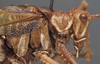 CollectionObject 1505903; ef3688d0-79db-4b94-b71b-f7eed251f616: male head and pronotum, lateral view (holotype of Yorkiella picta). (CollectionObject).