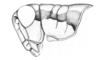 Ronderosia malloi (Liebermann, 1966): Fig. 2J. male, head and pronotum, lateral view. (Otu).