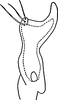 Stylus on Dikrella (Dikrella) imbellis (Lawson, 1930) now Dikrella (Dikrella) californica (Lawson, 1930): Stylus. (Observation).