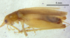 CollectionObject 1523701; 39776c6b-d87b-422a-be07-a09028b39bc9: male, lateral view (holotype). (CollectionObject).