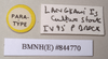 CollectionObject 1559547; NHMUK(SF IMPORT DUPLICATE) 844768-770, a87c5e59-0d66-4cec-b986-7bc2f5651291: copyright Natural History Museum, London. male, data labels of Lopaphus langkawicus (paratype). (CollectionObject).