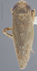 Habitus, dorsal view: !! display not done !! on Amplicephalus (Amplicephalus) marginellanus (Metcalf, 1955): (Observation).