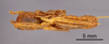 CollectionObject 1521986; 67908ed1-ce08-4d93-b720-e78db939e460: Male, ventral view (syntype). (CollectionObject).