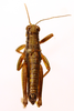 CollectionObject 1590393; 772ef705-351e-4c0d-80d4-bf07aba0d95b: male, dorsal view (paralectotype). (CollectionObject).