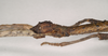CollectionObject 1559486; NHMUK(SF IMPORT DUPLICATE) 844640, 6c7e4486-9f0b-409b-92cd-0e12394dfd54: copyright Natural History Museum, London. female: head, lateral view (holotype). (CollectionObject).