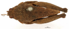 CollectionObject 1578174; OUM 735 2/4, fe9597ab-ab91-4f26-a856-a2454ceec704: female, dorsal view (syntype). (CollectionObject).
