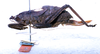 CollectionObject 1531724; 445dca04-b8f6-4f96-b043-72668cb3cc5a: female, lateral view (syntype). (CollectionObject).