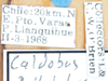 Other on Calbodus pallidulus Blanchard, 1852: (Observation).
