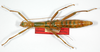 CollectionObject 1562194; 37981bb1-9ec6-4959-b8db-8a841063b555: copyright ZMB, Berlin. female (paratype). (CollectionObject).