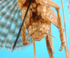CollectionObject 1578132; b4e04049-d3cb-4fa5-aebc-b96192f00f81: male abdomen tip. (CollectionObject).