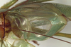 CollectionObject 1504164; cceceb6c-3e77-42f9-adb4-a13baec07ee5: male right wing (holotype). (CollectionObject).