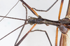 CollectionObject 1560955; NMW 154', a7804018-a12b-44a7-9355-1e5635a04b99: copyright NMW, Vienna. male: head & thorax, dorsal view (syntype). (CollectionObject).