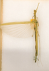 CollectionObject 1563623; e1c91f29-91f3-47c4-80a6-de2f5bf5e948: copyright ANSP. female (paratype). (CollectionObject).