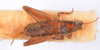 CollectionObject 1539948; 419a9490-fbbf-41de-8fbd-76ea0e051891: female, dorsal view (syntype). (CollectionObject).