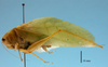 CollectionObject 1542801; 9d62cdf0-adbb-4f00-a70b-043f14a999ef: male, body lateral view (holotype). (CollectionObject).