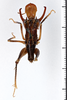 CollectionObject 1505606; bc463918-dc15-47fd-a268-c3531eb2c5bc: male, dorsal view (holotype). (CollectionObject).