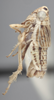 Habitus, lateral view on Athysanella (Gladionura) curvata Ball & Beamer, 1940: Lateral. (Observation).