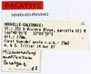 CollectionObject 1587921; 11dda817-c4c4-4261-a97e-99973e1722fa: copyright MNHN, Paris. female, data labels (paratype). (CollectionObject).